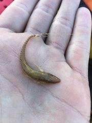 Longnose Whiptail photo 2
