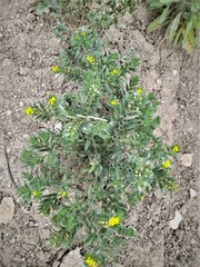 Neatostema apulum