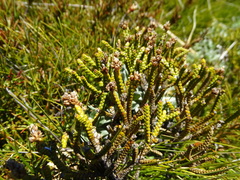 Veronica lycopodioides