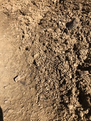 Annaphila