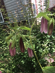 Campanula punctata