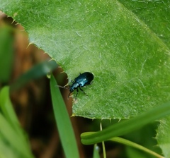 Lema cyanella