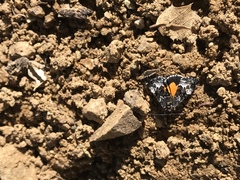 Annaphila