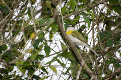 Pachyramphus viridis