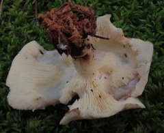 Rhodocollybia maculata image