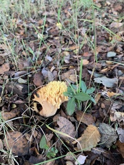 Ramaria flava