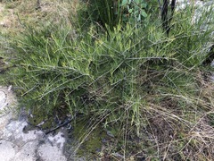 Acacia viscidula