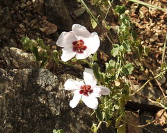Pavonia cymbalaria