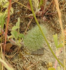 Trifolium sylvaticum