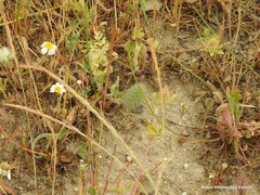 Trifolium sylvaticum