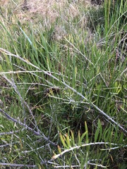 Acacia viscidula