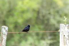 Knipolegus lophotes