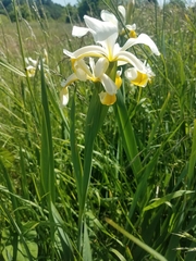Iris orientalis