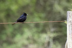Knipolegus lophotes