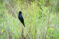 Knipolegus lophotes