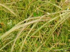 Festuca membranacea