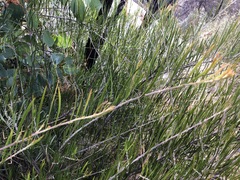 Acacia viscidula