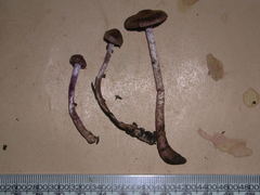 Cortinarius durifoliorum