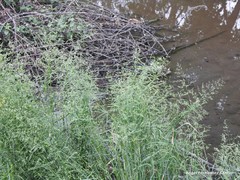 Poa trivialis sylvicola