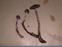 Cortinarius durifoliorum