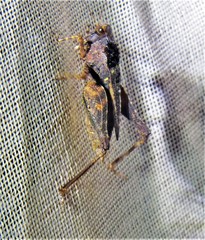Batrachideini
