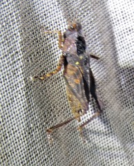 Batrachideini