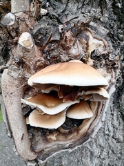 Cyclocybe parasitica