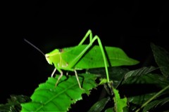 Stilpnochlora thoracica