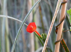 Ipomoea rubriflora