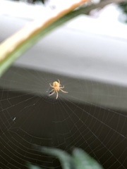 Araneinae