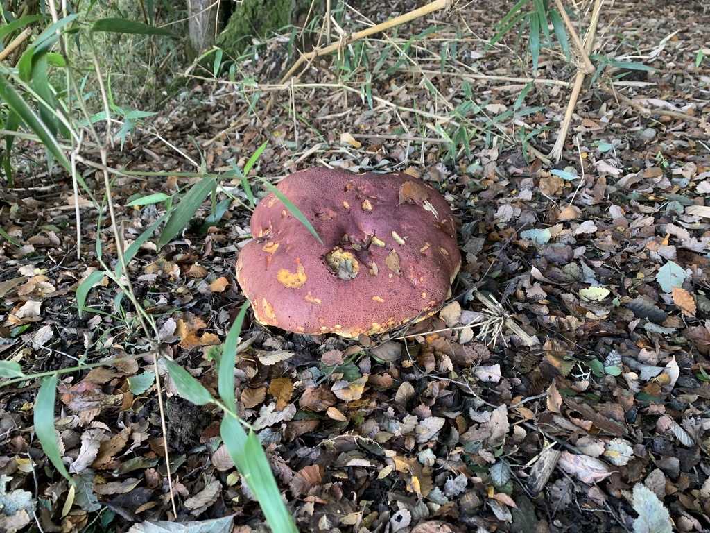 Butyriboletus loyo · May 2021 · photo: © nitsuga74 (iNaturalist, cc-by)
