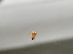 Araneinae