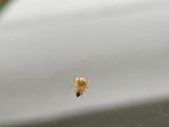 Araneinae