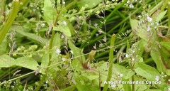 Poa trivialis sylvicola