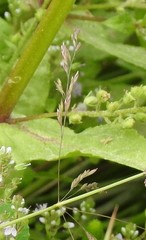 Poa trivialis sylvicola