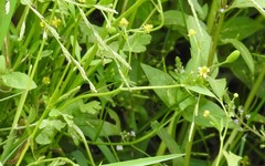 Ranunculus sceleratus sceleratus