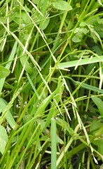 Glyceria notata