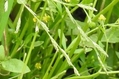 Glyceria notata