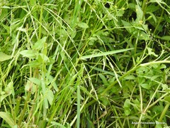 Glyceria notata