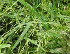 Glyceria notata