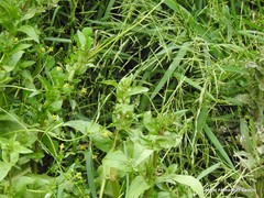 Ranunculus sceleratus sceleratus