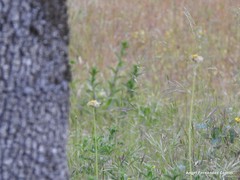 Doronicum plantagineum