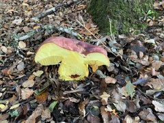 Butyriboletus loyo
