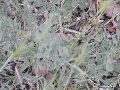 Pimpinella villosa