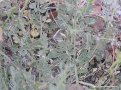 Pimpinella villosa