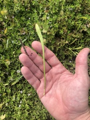 Lilaeopsis carolinensis