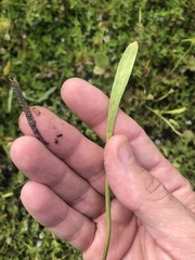 Lilaeopsis carolinensis