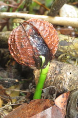 Calatola costaricensis