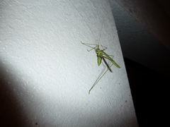 Arethaea grallator