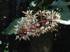 Ardisia compressa